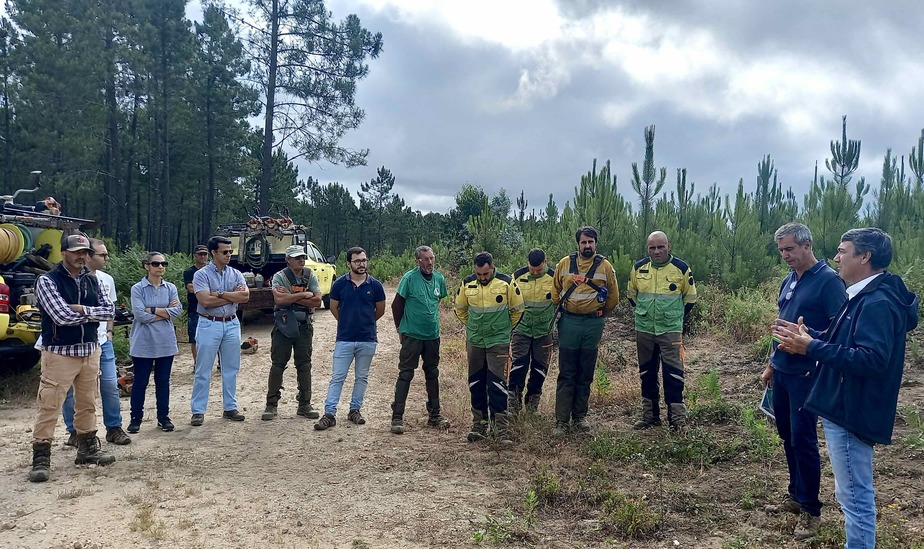 pinus